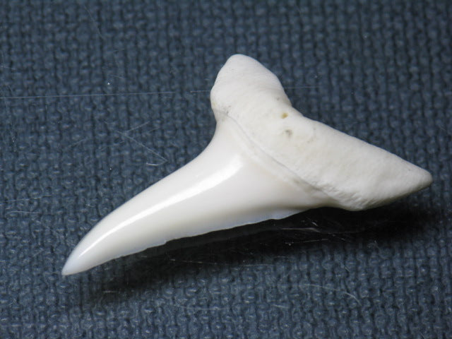 TOKO-BEADS PB009-54 Shark Tooth (Mako Shark LL) 33mm PB009-54 サメの歯（アオザメＬＬ） 33mm Asian bead & African bead  Handmade,Lampeork,bead,asia,india,ethnic,parts,accessory,beads とんぼ玉,ビーズ,トンボ玉,アジア,インド,エスニック,手作り,パーツ,アクセサリー