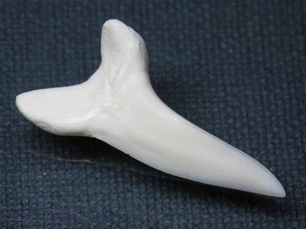 TOKO-BEADS PB009-55 Shark Tooth (Mako Shark LL) 39mm PB009-55 サメの歯（アオザメＬＬ） 39mm Asian bead & African bead  Handmade,Lampeork,bead,asia,india,ethnic,parts,accessory,beads とんぼ玉,ビーズ,トンボ玉,アジア,インド,エスニック,手作り,パーツ,アクセサリー
