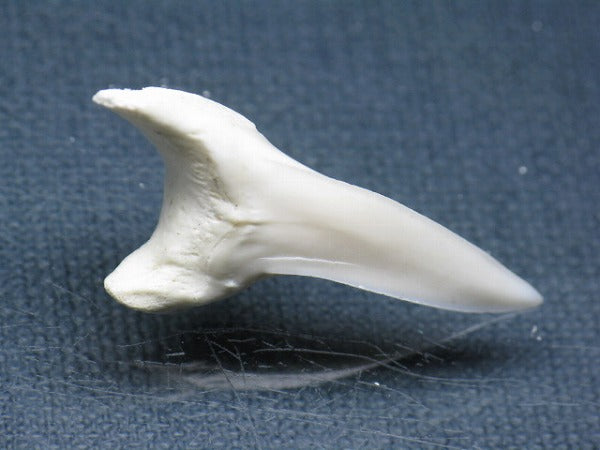 TOKO-BEADS PB009-56 Shark Tooth (Mako Shark LL) 39mm PB009-56 サメの歯（アオザメＬＬ） 39mm Asian bead & African bead  Handmade,Lampeork,bead,asia,india,ethnic,parts,accessory,beads とんぼ玉,ビーズ,トンボ玉,アジア,インド,エスニック,手作り,パーツ,アクセサリー