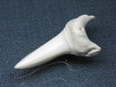 TOKO-BEADS PB009-56 Shark Tooth (Mako Shark LL) 39mm PB009-56 サメの歯（アオザメＬＬ） 39mm Asian bead & African bead  Handmade,Lampeork,bead,asia,india,ethnic,parts,accessory,beads とんぼ玉,ビーズ,トンボ玉,アジア,インド,エスニック,手作り,パーツ,アクセサリー