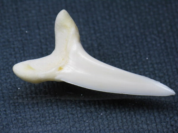 TOKO-BEADS PB009-57 Shark Tooth (Mako Shark LL) 35mm PB009-57 サメの歯（アオザメＬＬ） 35mm Asian bead & African bead  Handmade,Lampeork,bead,asia,india,ethnic,parts,accessory,beads とんぼ玉,ビーズ,トンボ玉,アジア,インド,エスニック,手作り,パーツ,アクセサリー
