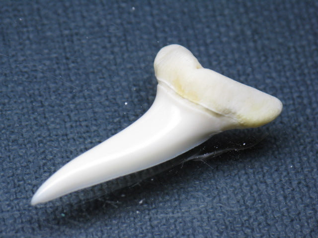 TOKO-BEADS PB009-57 Shark Tooth (Mako Shark LL) 35mm PB009-57 サメの歯（アオザメＬＬ） 35mm Asian bead & African bead  Handmade,Lampeork,bead,asia,india,ethnic,parts,accessory,beads とんぼ玉,ビーズ,トンボ玉,アジア,インド,エスニック,手作り,パーツ,アクセサリー
