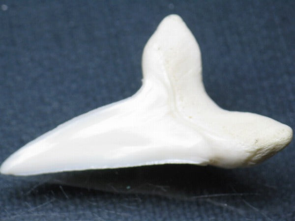PB009-58サメの歯（アオザメＬＬ）39mm (5622913073304)