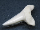 TOKO-BEADS PB009-58 Shark Tooth (Mako Shark LL) 39mm PB009-58 サメの歯（アオザメＬＬ） 39mm Asian bead & African bead  Handmade,Lampeork,bead,asia,india,ethnic,parts,accessory,beads とんぼ玉,ビーズ,トンボ玉,アジア,インド,エスニック,手作り,パーツ,アクセサリー