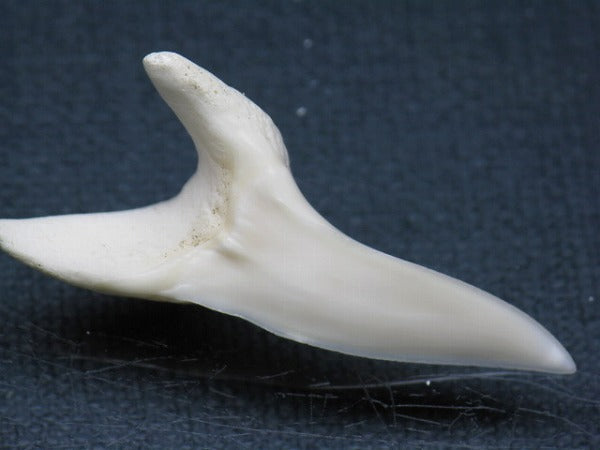 TOKO-BEADS PB009-59 Shark Tooth (Mako Shark LL) 40mm PB009-59 サメの歯（アオザメＬＬ） 40mm Asian bead & African bead  Handmade,Lampeork,bead,asia,india,ethnic,parts,accessory,beads とんぼ玉,ビーズ,トンボ玉,アジア,インド,エスニック,手作り,パーツ,アクセサリー