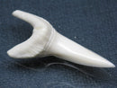 TOKO-BEADS PB009-59 Shark Tooth (Mako Shark LL) 40mm PB009-59 サメの歯（アオザメＬＬ） 40mm Asian bead & African bead  Handmade,Lampeork,bead,asia,india,ethnic,parts,accessory,beads とんぼ玉,ビーズ,トンボ玉,アジア,インド,エスニック,手作り,パーツ,アクセサリー