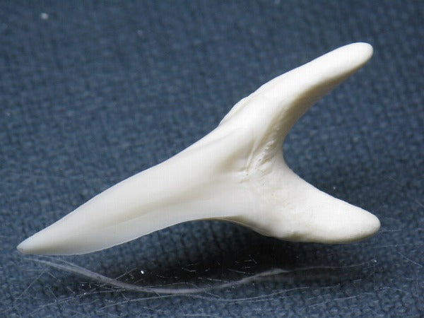 TOKO-BEADS PB009-60 Shark Tooth (Mako Shark LL) 39mm PB009-60 サメの歯（アオザメＬＬ） 39mm Asian bead & African bead  Handmade,Lampeork,bead,asia,india,ethnic,parts,accessory,beads とんぼ玉,ビーズ,トンボ玉,アジア,インド,エスニック,手作り,パーツ,アクセサリー