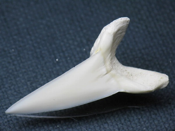 PB009-61サメの歯（アオザメＬＬ）38mm (5622913433752)