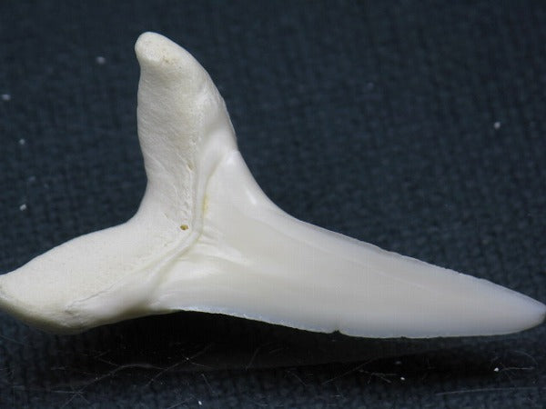 PB009-62サメの歯（アオザメＬＬ）42mm (5622913564824)