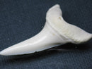 TOKO-BEADS PB009-62 Shark Tooth (Mako Shark LL) 42mm PB009-62 サメの歯（アオザメＬＬ） 42mm Asian bead & African bead  Handmade,Lampeork,bead,asia,india,ethnic,parts,accessory,beads とんぼ玉,ビーズ,トンボ玉,アジア,インド,エスニック,手作り,パーツ,アクセサリー