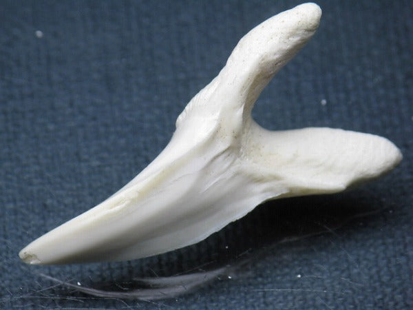 PB009-63サメの歯（アオザメＬＬ）40mm (5622913630360)