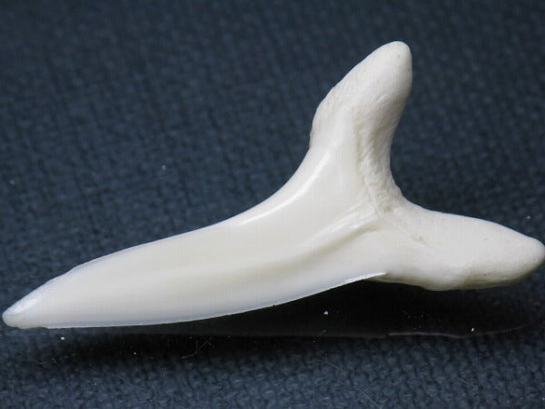 TOKO-BEADS PB009-64 Shark Tooth (Mako Shark LL) 42mm PB009-64 サメの歯（アオザメＬＬ） 42mm Asian bead & African bead  Handmade,Lampeork,bead,asia,india,ethnic,parts,accessory,beads とんぼ玉,ビーズ,トンボ玉,アジア,インド,エスニック,手作り,パーツ,アクセサリー