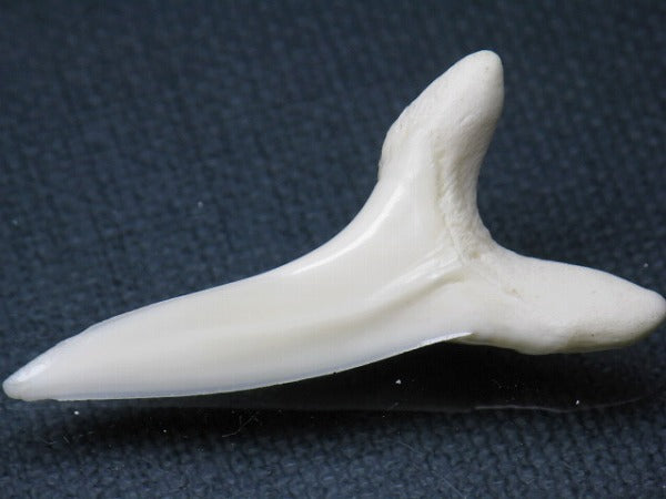 PB009-64サメの歯（アオザメＬＬ）42mm (5622913794200)
