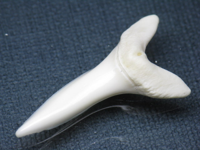 TOKO-BEADS PB009-64 Shark Tooth (Mako Shark LL) 42mm PB009-64 サメの歯（アオザメＬＬ） 42mm Asian bead & African bead  Handmade,Lampeork,bead,asia,india,ethnic,parts,accessory,beads とんぼ玉,ビーズ,トンボ玉,アジア,インド,エスニック,手作り,パーツ,アクセサリー