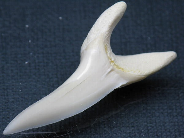 TOKO-BEADS PB009-65 Shark Tooth (Mako Shark LL) 43mm PB009-65 サメの歯（アオザメＬＬ） 43mm Asian bead & African bead  Handmade,Lampeork,bead,asia,india,ethnic,parts,accessory,beads とんぼ玉,ビーズ,トンボ玉,アジア,インド,エスニック,手作り,パーツ,アクセサリー