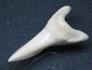 TOKO-BEADS PB009-65 Shark Tooth (Mako Shark LL) 43mm PB009-65 サメの歯（アオザメＬＬ） 43mm Asian bead & African bead  Handmade,Lampeork,bead,asia,india,ethnic,parts,accessory,beads とんぼ玉,ビーズ,トンボ玉,アジア,インド,エスニック,手作り,パーツ,アクセサリー