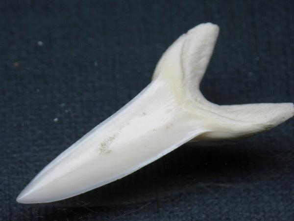 TOKO-BEADS PB009-66 Shark Tooth (Mako Shark LL) 41mm PB009-66 サメの歯（アオザメＬＬ） 41mm Asian bead & African bead  Handmade,Lampeork,bead,asia,india,ethnic,parts,accessory,beads とんぼ玉,ビーズ,トンボ玉,アジア,インド,エスニック,手作り,パーツ,アクセサリー