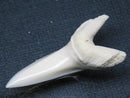 TOKO-BEADS PB009-66 Shark Tooth (Mako Shark LL) 41mm PB009-66 サメの歯（アオザメＬＬ） 41mm Asian bead & African bead  Handmade,Lampeork,bead,asia,india,ethnic,parts,accessory,beads とんぼ玉,ビーズ,トンボ玉,アジア,インド,エスニック,手作り,パーツ,アクセサリー