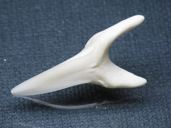 TOKO-BEADS PB009-67 Shark Tooth (Mako Shark LL) 36mm PB009-67 サメの歯（アオザメＬＬ） 36mm Asian bead & African bead  Handmade,Lampeork,bead,asia,india,ethnic,parts,accessory,beads とんぼ玉,ビーズ,トンボ玉,アジア,インド,エスニック,手作り,パーツ,アクセサリー