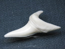 TOKO-BEADS PB009-67 Shark Tooth (Mako Shark LL) 36mm PB009-67 サメの歯（アオザメＬＬ） 36mm Asian bead & African bead  Handmade,Lampeork,bead,asia,india,ethnic,parts,accessory,beads とんぼ玉,ビーズ,トンボ玉,アジア,インド,エスニック,手作り,パーツ,アクセサリー