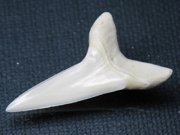 TOKO-BEADS PB009-68 Shark Tooth (Mako Shark LL) 38mm PB009-68 サメの歯（アオザメＬＬ） 38mm Asian bead & African bead  Handmade,Lampeork,bead,asia,india,ethnic,parts,accessory,beads とんぼ玉,ビーズ,トンボ玉,アジア,インド,エスニック,手作り,パーツ,アクセサリー