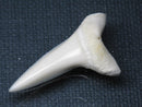 TOKO-BEADS PB009-68 Shark Tooth (Mako Shark LL) 38mm PB009-68 サメの歯（アオザメＬＬ） 38mm Asian bead & African bead  Handmade,Lampeork,bead,asia,india,ethnic,parts,accessory,beads とんぼ玉,ビーズ,トンボ玉,アジア,インド,エスニック,手作り,パーツ,アクセサリー
