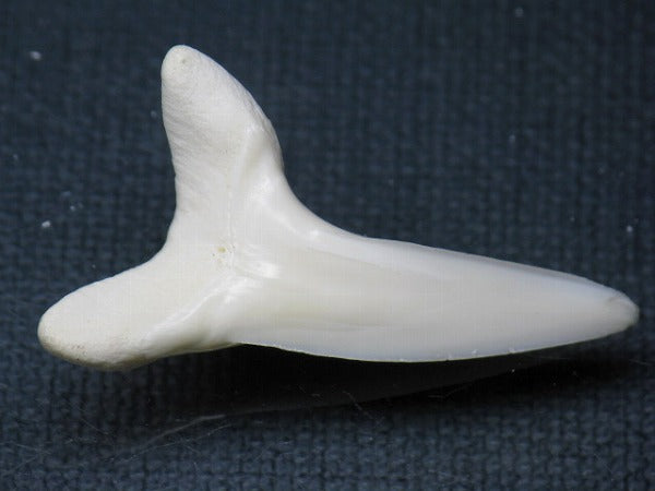 TOKO-BEADS PB009-69 Shark Tooth (Mako Shark LL) 39mm PB009-69 サメの歯（アオザメＬＬ） 39mm Asian bead & African bead  Handmade,Lampeork,bead,asia,india,ethnic,parts,accessory,beads とんぼ玉,ビーズ,トンボ玉,アジア,インド,エスニック,手作り,パーツ,アクセサリー