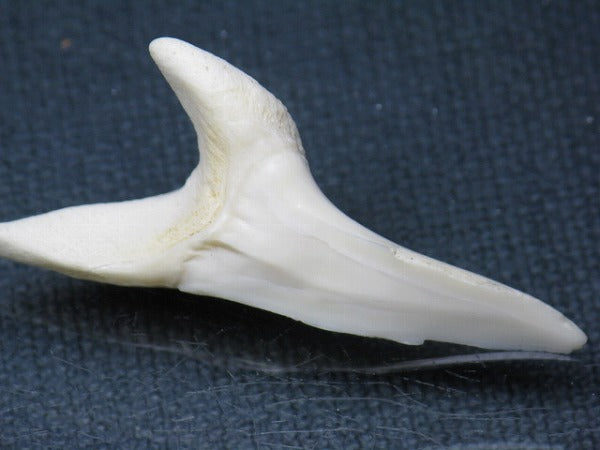 TOKO-BEADS PB009-70 Shark Tooth (Mako Shark LL) 43mm PB009-70 サメの歯（アオザメＬＬ） 43mm Asian bead & African bead  Handmade,Lampeork,bead,asia,india,ethnic,parts,accessory,beads とんぼ玉,ビーズ,トンボ玉,アジア,インド,エスニック,手作り,パーツ,アクセサリー