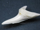 TOKO-BEADS PB009-70 Shark Tooth (Mako Shark LL) 43mm PB009-70 サメの歯（アオザメＬＬ） 43mm Asian bead & African bead  Handmade,Lampeork,bead,asia,india,ethnic,parts,accessory,beads とんぼ玉,ビーズ,トンボ玉,アジア,インド,エスニック,手作り,パーツ,アクセサリー