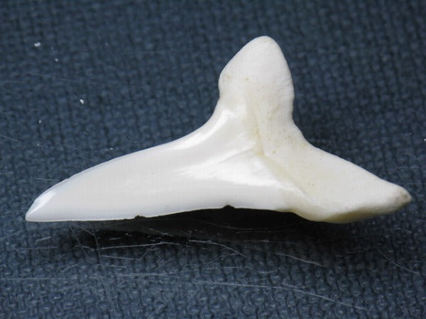 TOKO-BEADS PB009-71 Shark Tooth (Mako Shark LL) 36mm PB009-71 サメの歯（アオザメＬＬ） 36mm Asian bead & African bead  Handmade,Lampeork,bead,asia,india,ethnic,parts,accessory,beads とんぼ玉,ビーズ,トンボ玉,アジア,インド,エスニック,手作り,パーツ,アクセサリー