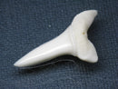 TOKO-BEADS PB009-71 Shark Tooth (Mako Shark LL) 36mm PB009-71 サメの歯（アオザメＬＬ） 36mm Asian bead & African bead  Handmade,Lampeork,bead,asia,india,ethnic,parts,accessory,beads とんぼ玉,ビーズ,トンボ玉,アジア,インド,エスニック,手作り,パーツ,アクセサリー
