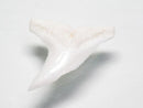 TOKO-BEADS PB009-81 Shark Tooth (Bull Shark)M10g   17~20mm PB009-81 サメの歯（オオメジロザメ）Mサイズ１０ｇ   17~20mm Asian bead & African bead  Handmade,Lampeork,bead,asia,india,ethnic,parts,accessory,beads とんぼ玉,ビーズ,トンボ玉,アジア,インド,エスニック,手作り,パーツ,アクセサリー