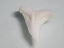 TOKO-BEADS PB009-91 Shark Tooth (Bull Shark)S10g   15~15mm PB009-91 サメの歯（メジロザメ）Sサイズ１０ｇ   15~15mm Asian bead & African bead  Handmade,Lampeork,bead,asia,india,ethnic,parts,accessory,beads とんぼ玉,ビーズ,トンボ玉,アジア,インド,エスニック,手作り,パーツ,アクセサリー
