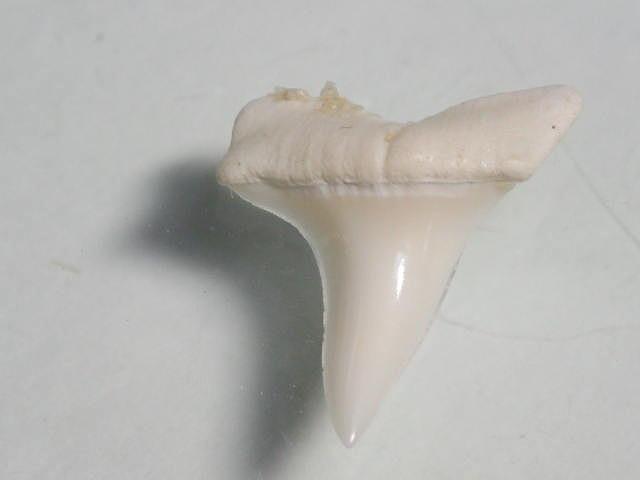 TOKO-BEADS PB009-92 Shark Tooth(Mako Shark)MS10g 20mm PB009-92 サメの歯（アオザメ）MSサイズ１０ｇ 20mm Asian bead & African bead  Handmade,Lampeork,bead,asia,india,ethnic,parts,accessory,beads とんぼ玉,ビーズ,トンボ玉,アジア,インド,エスニック,手作り,パーツ,アクセサリー