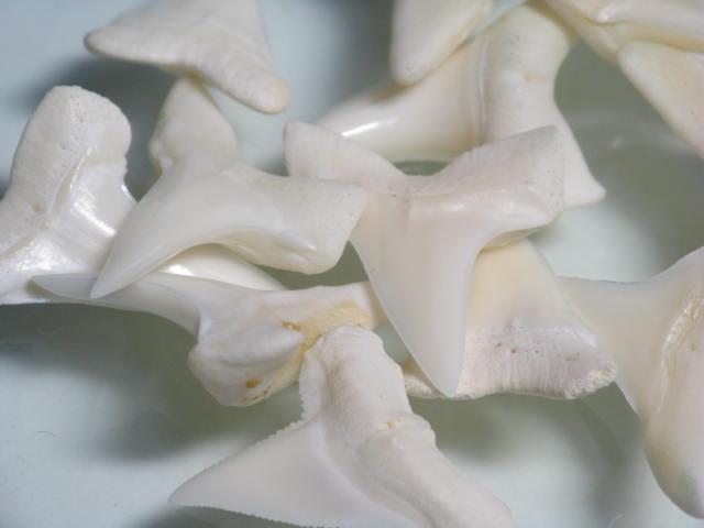 TOKO-BEADS PB009-92 Shark Tooth(Mako Shark)MS10g 20mm PB009-92 サメの歯（アオザメ）MSサイズ１０ｇ 20mm Asian bead & African bead  Handmade,Lampeork,bead,asia,india,ethnic,parts,accessory,beads とんぼ玉,ビーズ,トンボ玉,アジア,インド,エスニック,手作り,パーツ,アクセサリー