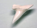 TOKO-BEADS PB009-94 Shark Tooth (Mako Shark)S10g 15mm PB009-94 サメの歯（アオザメ）Sサイズ１０ｇ 15mm Asian bead & African bead  Handmade,Lampeork,bead,asia,india,ethnic,parts,accessory,beads とんぼ玉,ビーズ,トンボ玉,アジア,インド,エスニック,手作り,パーツ,アクセサリー