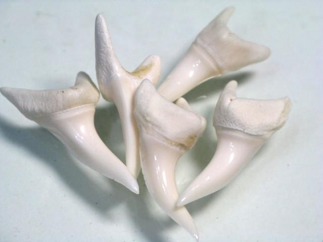 TOKO-BEADS PB009-97 Shark Tooth (Mako Shark)5pcs   27~30mm PB009-97 サメの歯（アオザメ）5個パック   27~30mm Asian bead & African bead  Handmade,Lampeork,bead,asia,india,ethnic,parts,accessory,beads とんぼ玉,ビーズ,トンボ玉,アジア,インド,エスニック,手作り,パーツ,アクセサリー