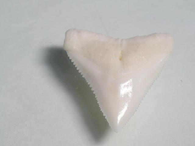 TOKO-BEADS PB009-98 Shark Tooth (Bull Shark)5pcs   18~22mm PB009-98 サメの歯（オオメジロザメ）5個パック   18~22mm Asian bead & African bead  Handmade,Lampeork,bead,asia,india,ethnic,parts,accessory,beads とんぼ玉,ビーズ,トンボ玉,アジア,インド,エスニック,手作り,パーツ,アクセサリー