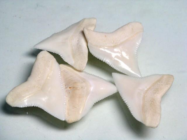| TOKO-BEADS |PB009-98 サメの歯（オオメジロザメ）5個パック   18~22mmとんぼ玉,ビーズ,トンボ玉,アジア,インド,エスニック,手作り,パーツ,アクセサリー