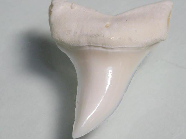 TOKO-BEADS PB009-99 Shark Tooth(Mako Shark)M10g   22~25mm PB009-99 サメの歯（アオザメ）Mサイズ１０ｇ   22~25mm Asian bead & African bead  Handmade,Lampeork,bead,asia,india,ethnic,parts,accessory,beads とんぼ玉,ビーズ,トンボ玉,アジア,インド,エスニック,手作り,パーツ,アクセサリー