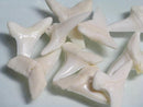 TOKO-BEADS PB009-99 Shark Tooth(Mako Shark)M10g   22~25mm PB009-99 サメの歯（アオザメ）Mサイズ１０ｇ   22~25mm Asian bead & African bead  Handmade,Lampeork,bead,asia,india,ethnic,parts,accessory,beads とんぼ玉,ビーズ,トンボ玉,アジア,インド,エスニック,手作り,パーツ,アクセサリー