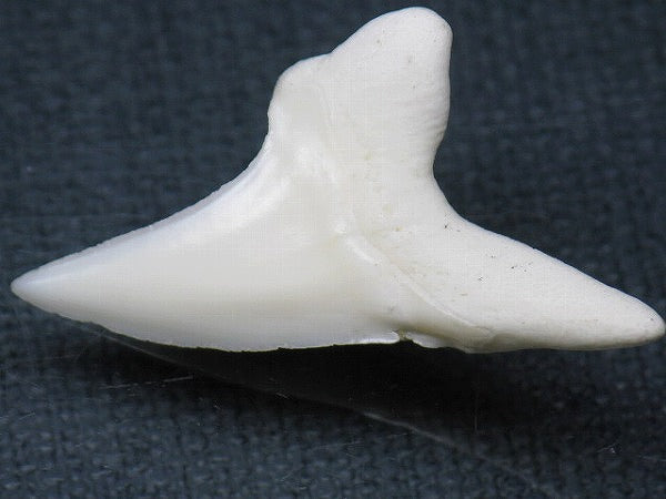 PB012-01サメの歯（アオザメ Ｌ）33mm (5622933061784)