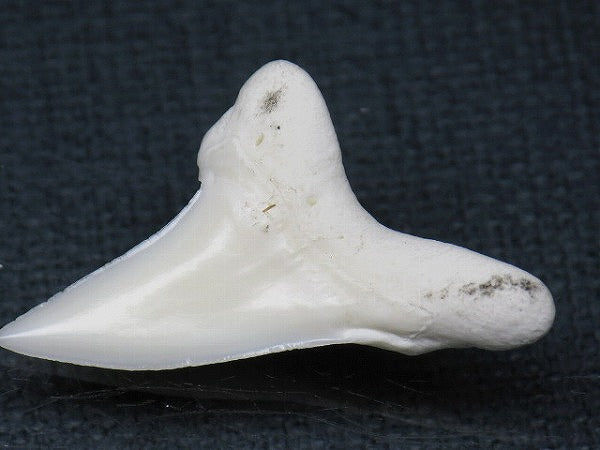 PB012-02サメの歯（アオザメ Ｌ）30mm (5622933127320)