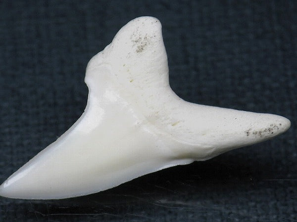 PB012-03サメの歯（アオザメ Ｌ）33mm (5622933258392)