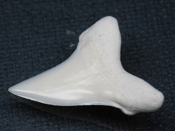 PB012-04サメの歯（アオザメ Ｌ）30mm (5622933356696)