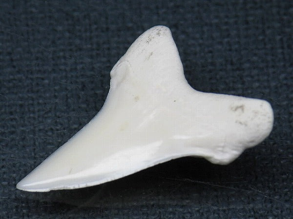 PB012-05サメの歯（アオザメ Ｌ）30mm (5622933455000)