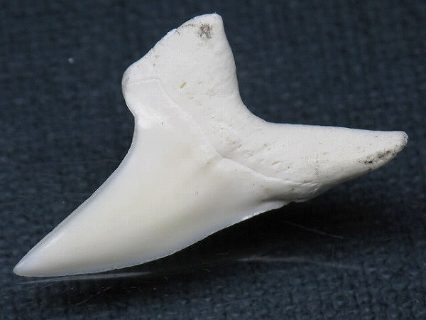PB012-06サメの歯（アオザメ Ｌ）32mm (5622933586072)