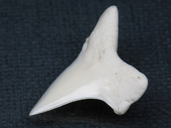 PB012-07サメの歯（アオザメ Ｌ）28mm (5622933717144)
