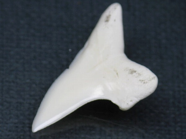 PB012-08サメの歯（アオザメ Ｌ）30mm (5622933815448)