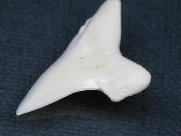 PB012-09サメの歯（アオザメ Ｌ）30mm (5622933946520)